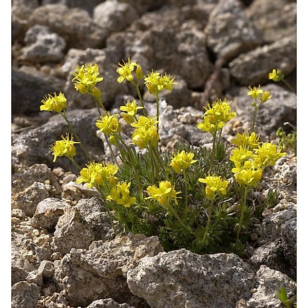 Immergrünes Felsenblümchen - Draba aizoides günstig online kaufen