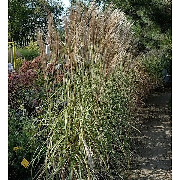 Chinaschilf Malepartus - XXXL Topf - Miscanthus sinensis günstig online kaufen
