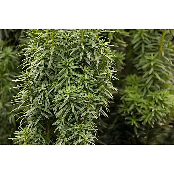 Taxus baccata 'David' 25-30 cm günstig online kaufen