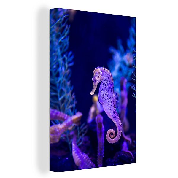 OneMillionCanvasses® Leinwandbild Seepferdchen mit Artgenossen., Fotodruck günstig online kaufen
