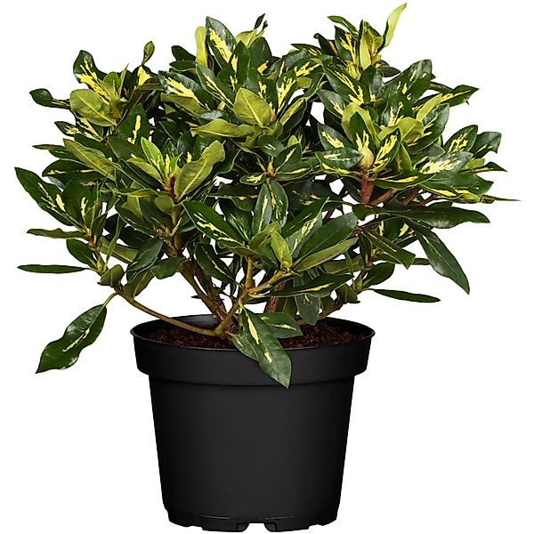 OBI Rhododendron Goldflimmer Rosa Höhe 30 - 40 cm Topf ca. 5 l günstig online kaufen