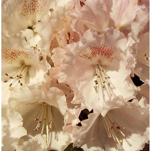 Hochstamm Rhododendron Heinjes Zauberflöte 60-80cm - Alpenrose günstig online kaufen