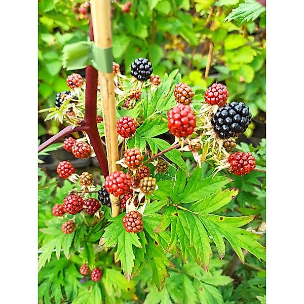 Brombeere Thornless Evergreen 60 - 80 cm Rubus fruticosus agg. günstig online kaufen