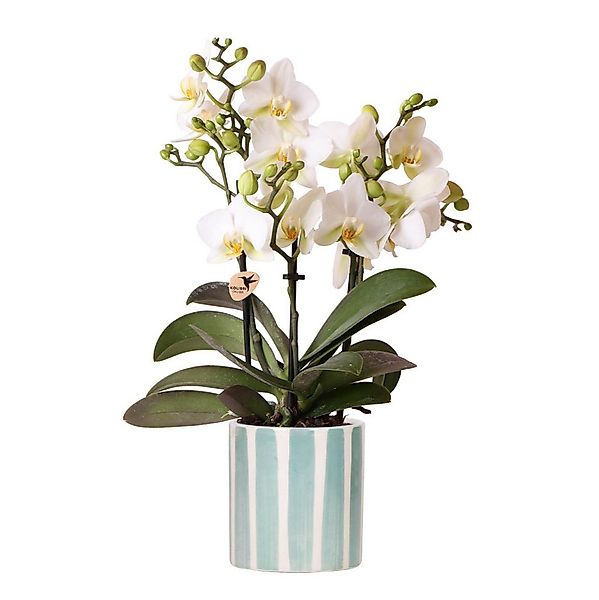 Exotenherz Zimmerpflanze Weiße Phalaenopsis Orchidee Lausanne + Painted Str günstig online kaufen
