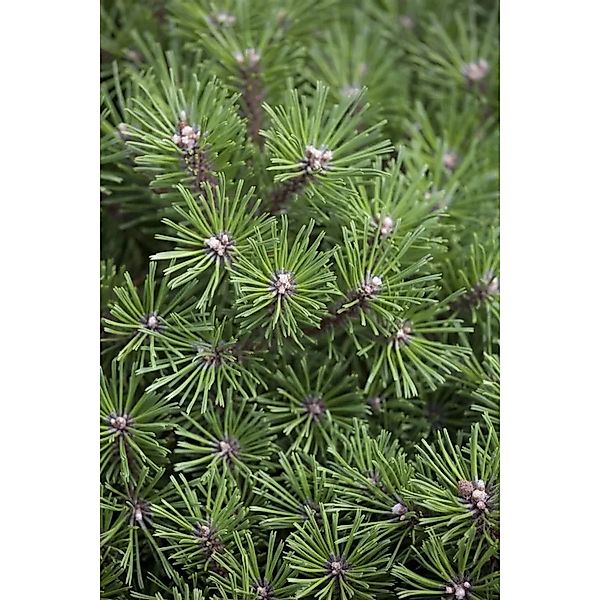 Pinus Mugo Benjamin Bergkiefer Kompakt 40–50 cm günstig online kaufen