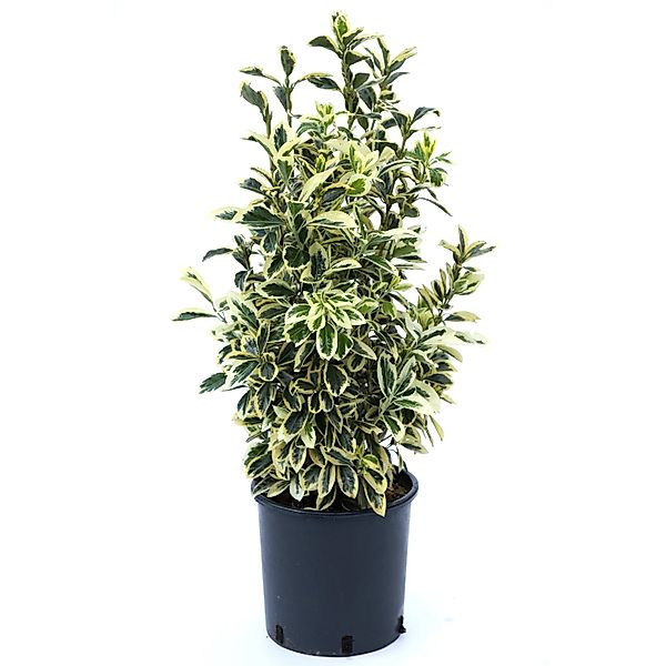 OBI Japanischer Spindelstrauch Höhe ca. 50-60 cm Topf ca. 10 l 4-fach sorti günstig online kaufen