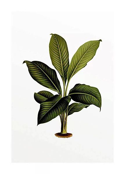 Komar Poster »Elastica Leaf«, Pflanzen-Blätter, (1 St.) günstig online kaufen
