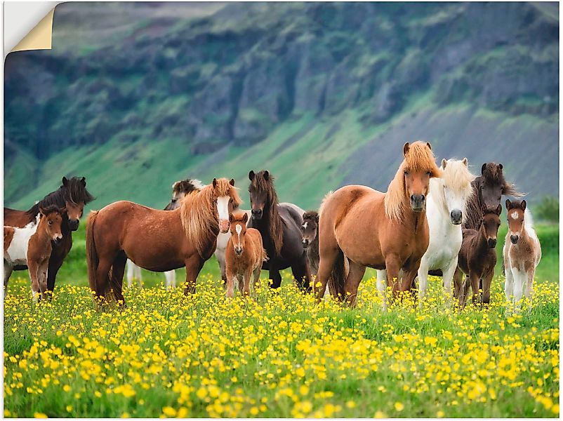 Artland Wandbild "Isländische Pferde VII", Haustiere, (1 St.) günstig online kaufen
