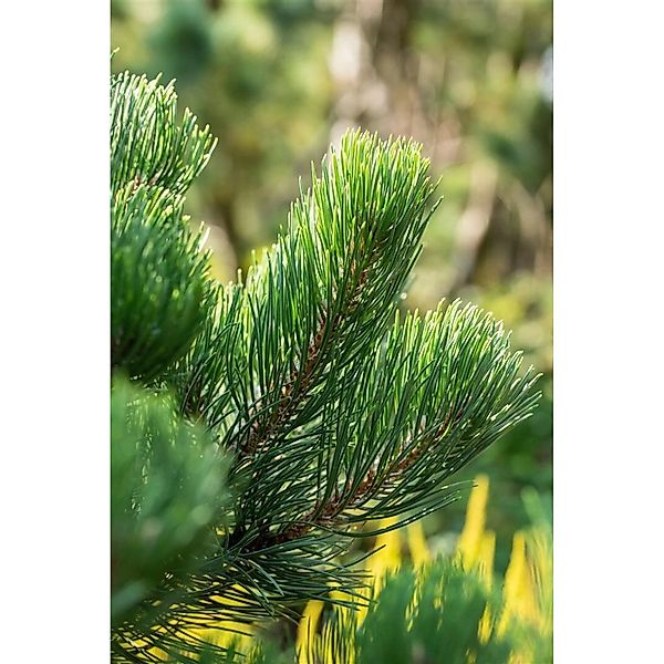 Pinus Nigra Oregon Green Schwarzkiefer Immergrün 30–40 cm günstig online kaufen