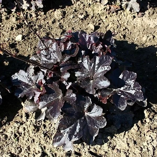 Silberglöckchen Black Taffeta - Heuchera cultorum günstig online kaufen