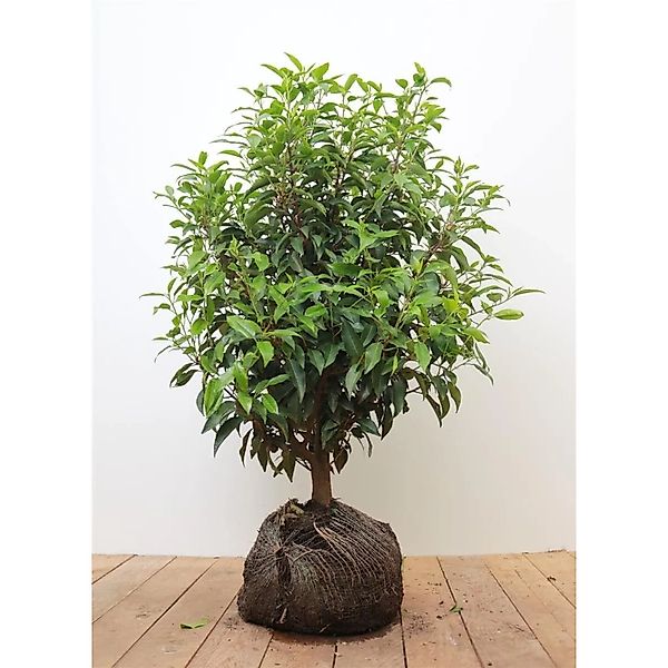 Prunus,usitanica 'Angustifolia' 40-60 cm günstig online kaufen