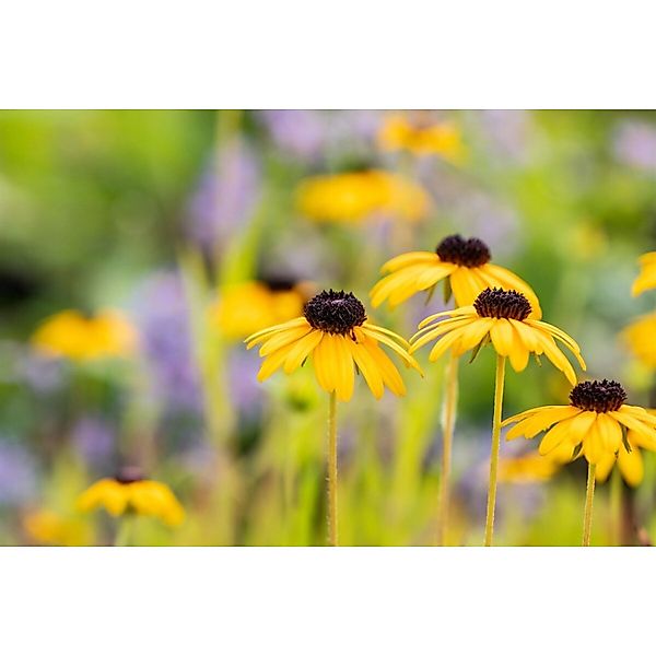 Rudbeckia Fulgida Var.speciosa Sonnenhut Ca. 9x9 cm Topf günstig online kaufen