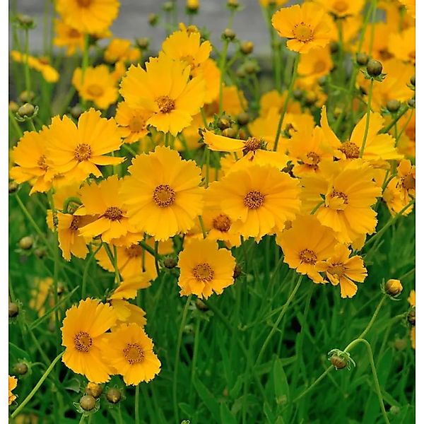 Mädchenauge Goldfink - Coreopsis,anceolata günstig online kaufen