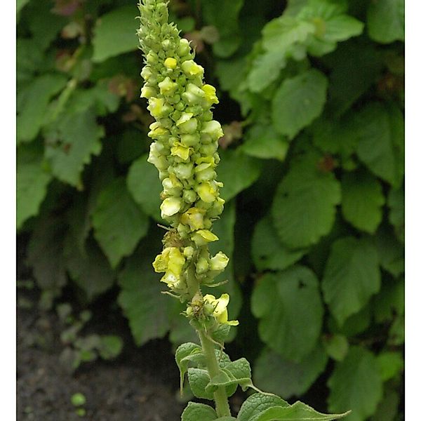 Kleinblütige Königskerze - Verbascum thapsus günstig online kaufen