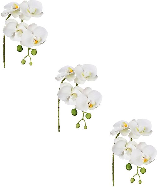 Kunstblume Phalaenopsis 3D-print Orchidee Phalaenopsis, Creativ günstig online kaufen