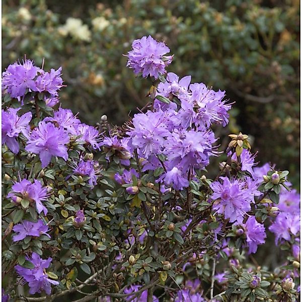 Kleinblättriger Rhododendron 15-20cm - Rhododendron impeditum - Zwerg Alpen günstig online kaufen