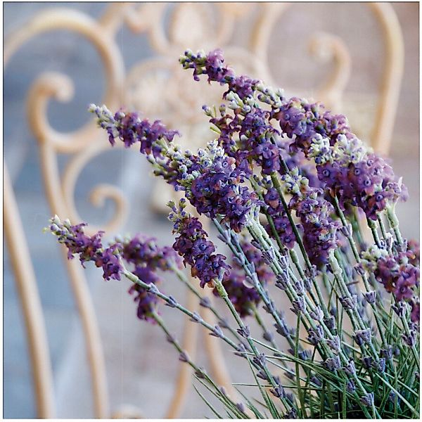 Art for the home Leinwandbild "Outdoor Lovely 50x50cm", (1 St.) günstig online kaufen