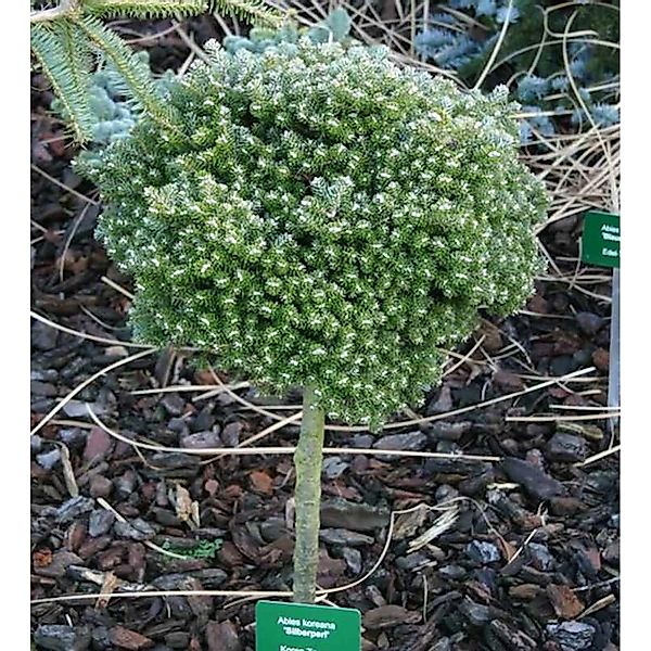 Hochstamm Koreatanne Silberperl 40-60cm - Abies koreana günstig online kaufen