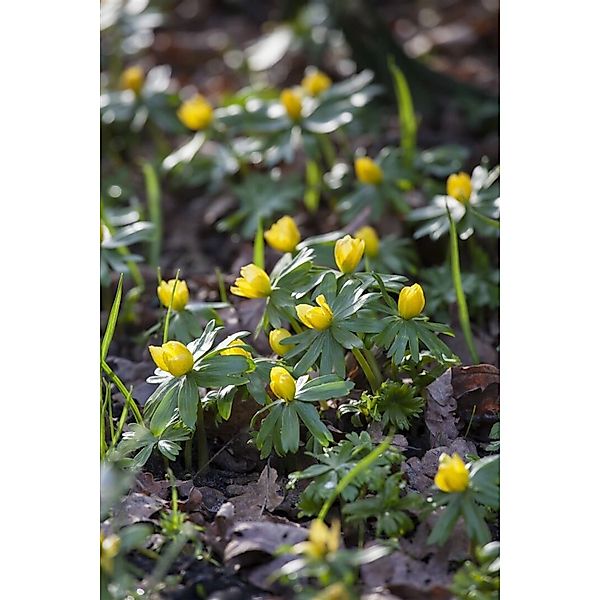 Eranthis Hyemalis Winterling Ca. 9x9 cm Topf günstig online kaufen