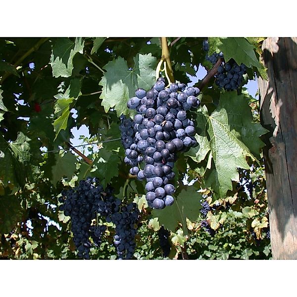 Vitis Vinifera Regent Weinrebe 100–150 cm günstig online kaufen