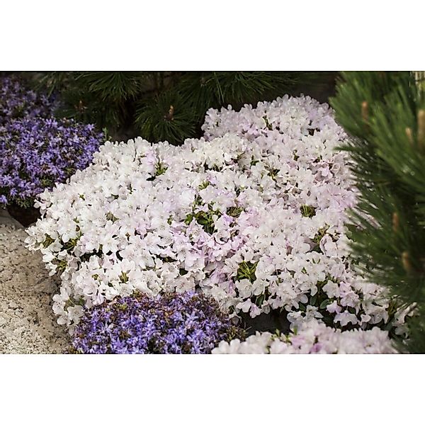 Rhododendron Keleticum Robert Seleger Zwerg-Rhododendron 15–20 cm günstig online kaufen