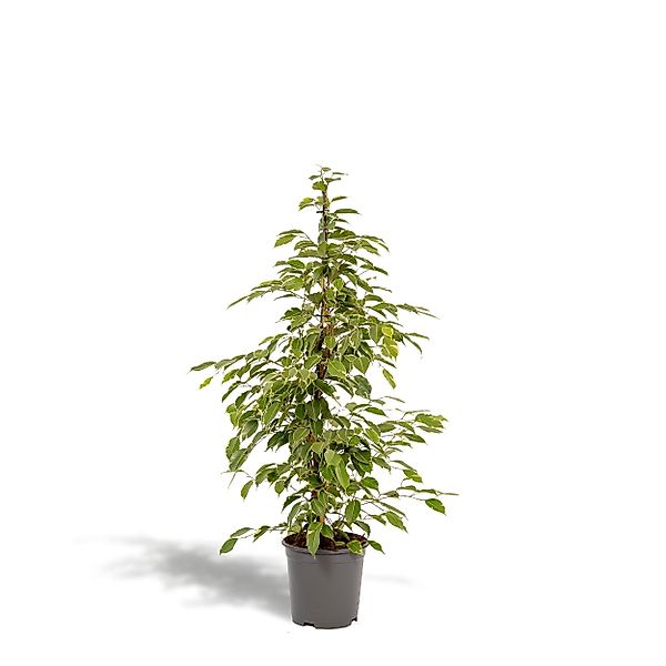 Hello Plants | Ficus Benjamina Goldenking günstig online kaufen