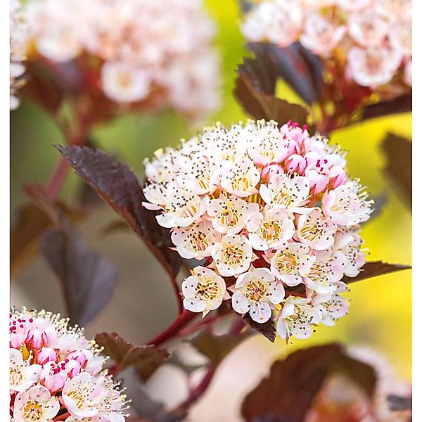 Blasenspiere Black Panther 60-80cm - Physocarpus opulifolius günstig online kaufen