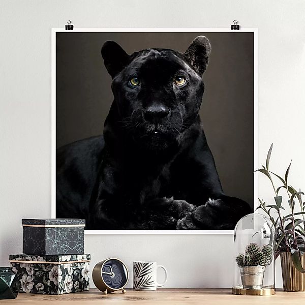 Poster Tiere - Quadrat Black Puma günstig online kaufen