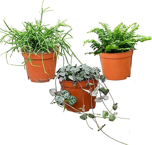 Green Me Up Zimmerpflanze Babypflanzen Trio Hängepflanzen, Wächst in Erde, günstig online kaufen