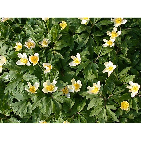 Anemone Nemorosa Buschwindröschen Ca. 9x9 cm Topf günstig online kaufen