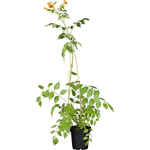 GROW by OBI Klettertrompete Summer Jazz Orange H ca. 60 - 100 cm Topf ca. 2 günstig online kaufen