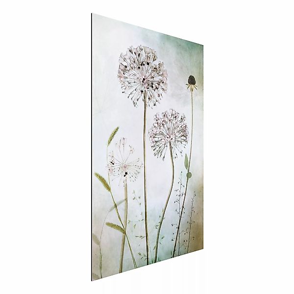 Alu-Dibond Bild - Hochformat 2:3 Lauchblüten in Pastell günstig online kaufen