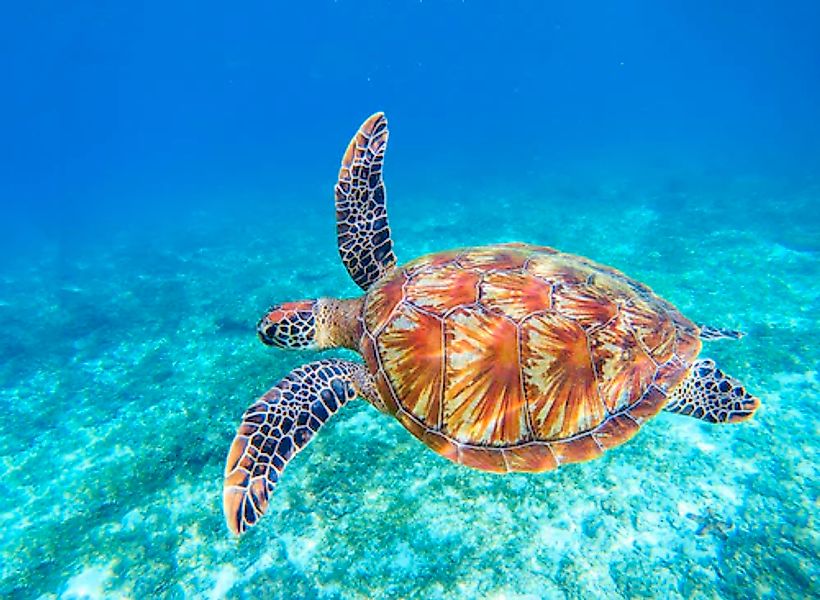 Papermoon Fototapete »Big Green Sea Turtle« glatt günstig online kaufen