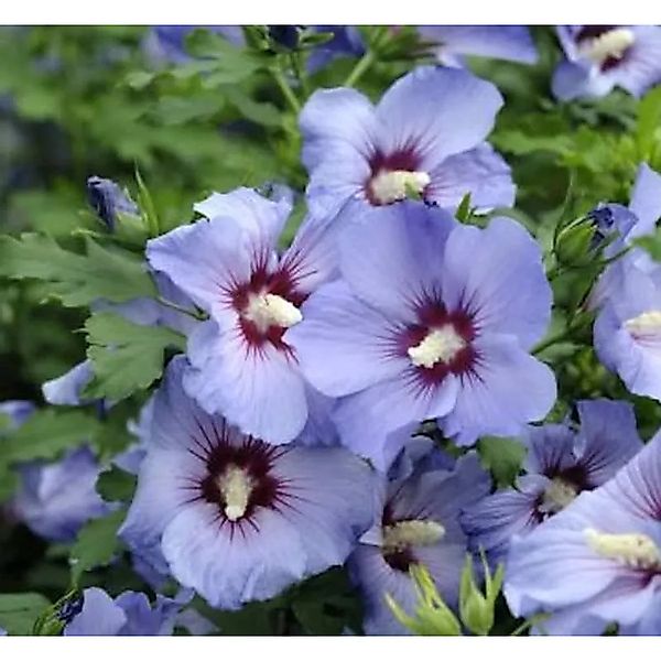 Hochstamm Garteneibisch Ultramarie 80-100cm - Hibiscus günstig online kaufen