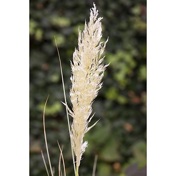 Cortaderia Selloana Comet Pampasgras Silbrig-Weiß 15-20 Liter Container günstig online kaufen