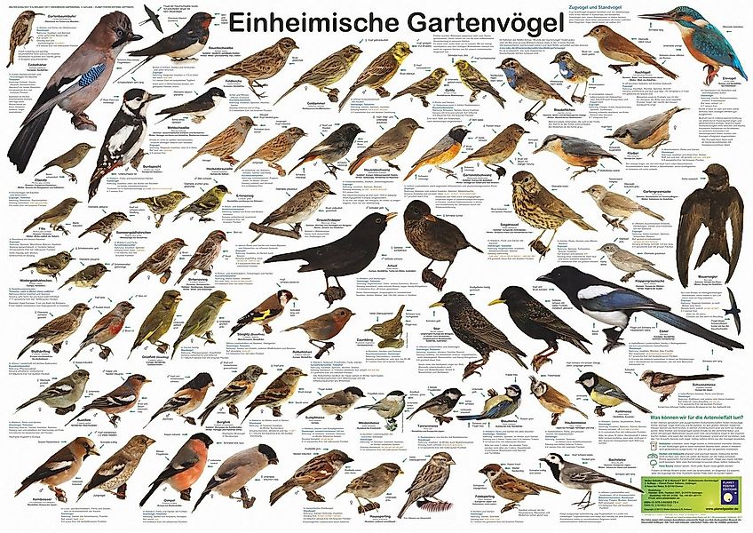 Close Up Poster Einheimische Gartenvögel Poster deutsch DIN A1 84,1 x 59,4 günstig online kaufen