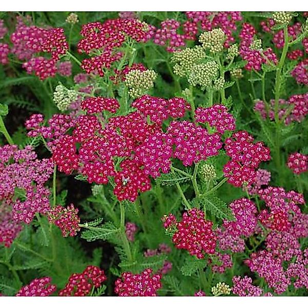 Schafgarbe Velour - Achillea millefolium günstig online kaufen