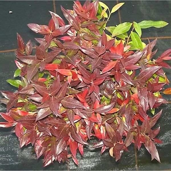 Traubenheide Traubenmyrte Red Cap 20-25cm - Leucothoe axillaris günstig online kaufen