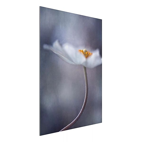 Alu-Dibond Bild Blumen - Hochformat 3:4 Weiße Anemonenblüte günstig online kaufen