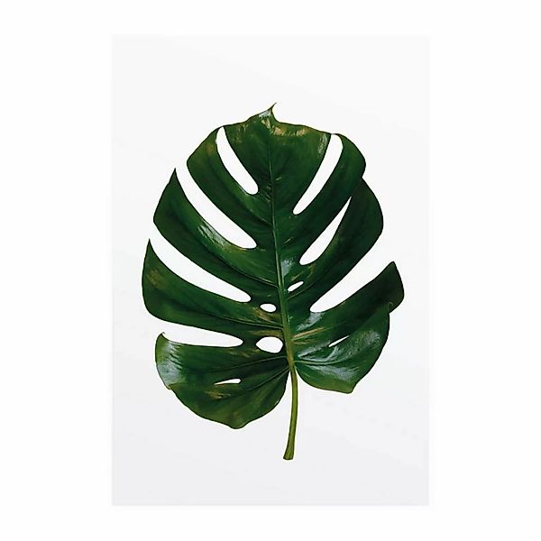 Komar Poster Monstera Leaf Pflanzen B/L: ca. 50x70 cm günstig online kaufen