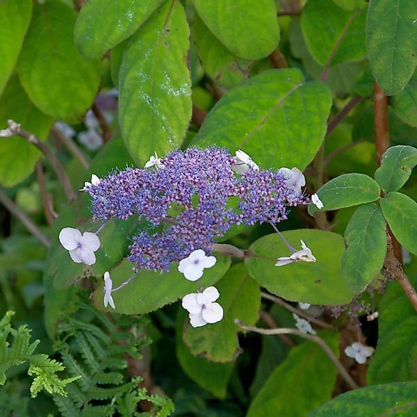 Samthortensie 100-125cm - Hydrangea sargentiana günstig online kaufen