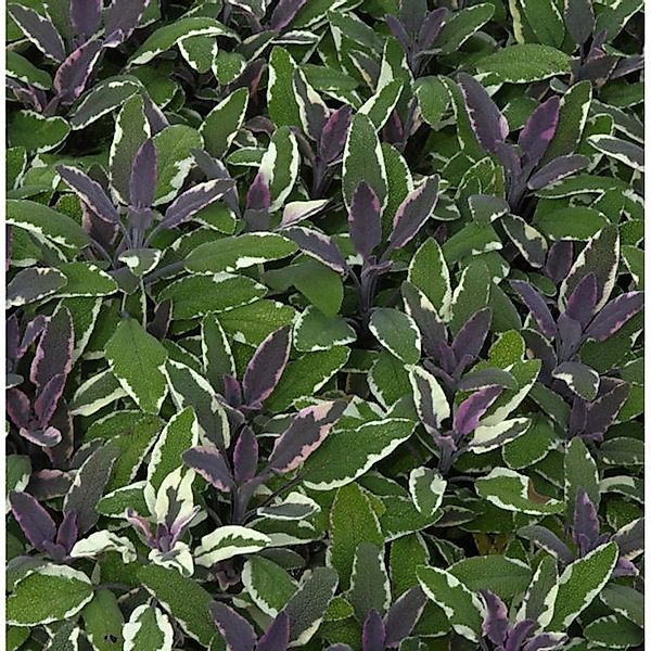 Echter Salbei Tricolor - Salvia officinalis günstig online kaufen