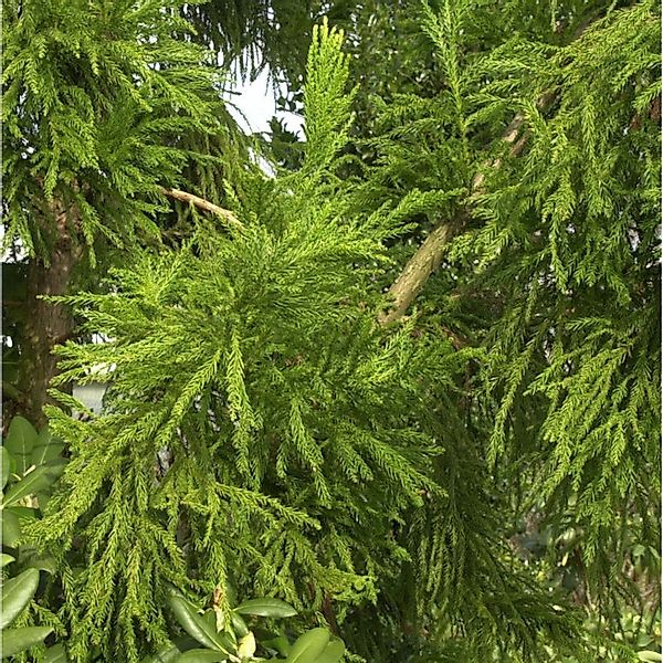 Hahnenkamm Sicheltanne Cristata 30-40cm - Cryptomeria japonica günstig online kaufen