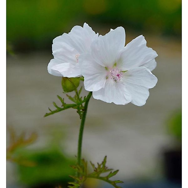 Moschus Malve Alba - Malva moschata günstig online kaufen