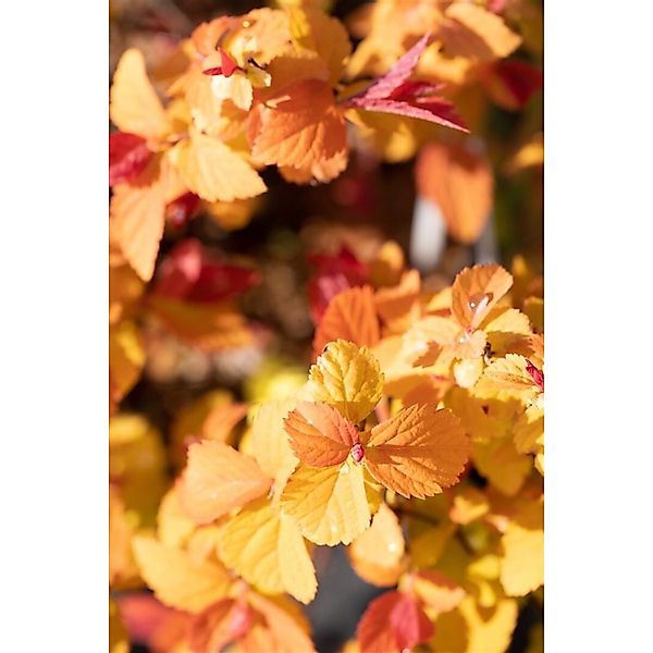 Spiraea Japonica Japanische Spiere Double Play Big Bang 30-40 cm günstig online kaufen