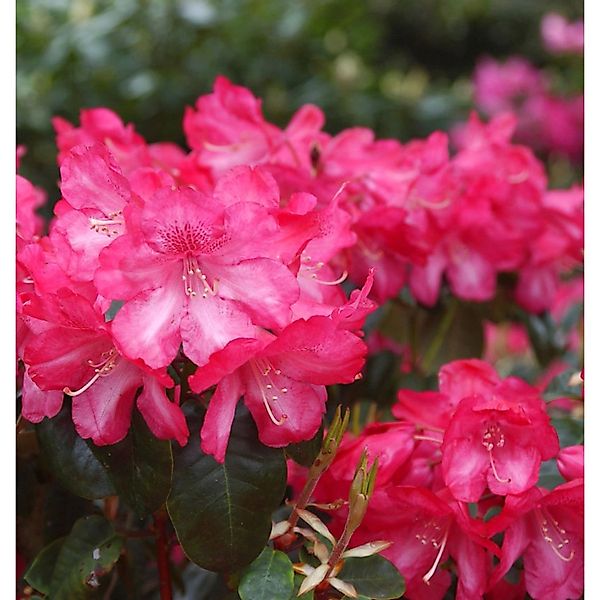 INKARHO - Rhododendron Lissabon 30-40cm - Rhododendron williamsianum günstig online kaufen