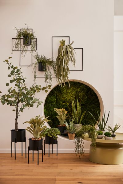 Creativ green Kunstpflanze "Tillandsie" günstig online kaufen