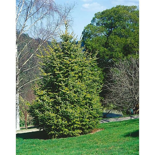 Picea Abies Aurea Gemeine Fichte Goldgelb 60–70 cm günstig online kaufen
