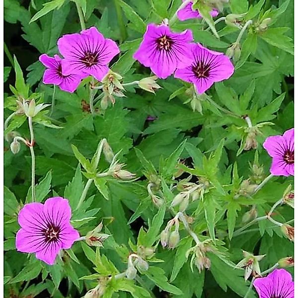 Schwarzäugiger Storchschnabel Patricia - Geranium psilostemon günstig online kaufen