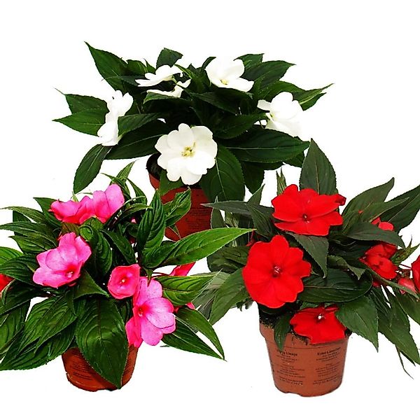 Exotenherz Edel-Lieschen Impatiens Neu-Guinea 12cm Topf Set mit 3 Pflanzen günstig online kaufen